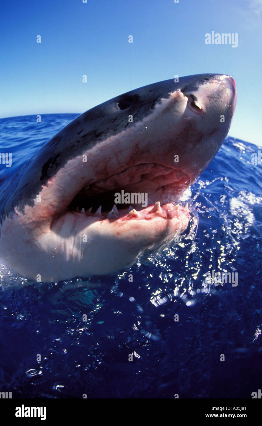 SNARLY Bocca e il muso allungato di un grande squalo bianco Carcharodon carcharias Sud Australia Foto Stock