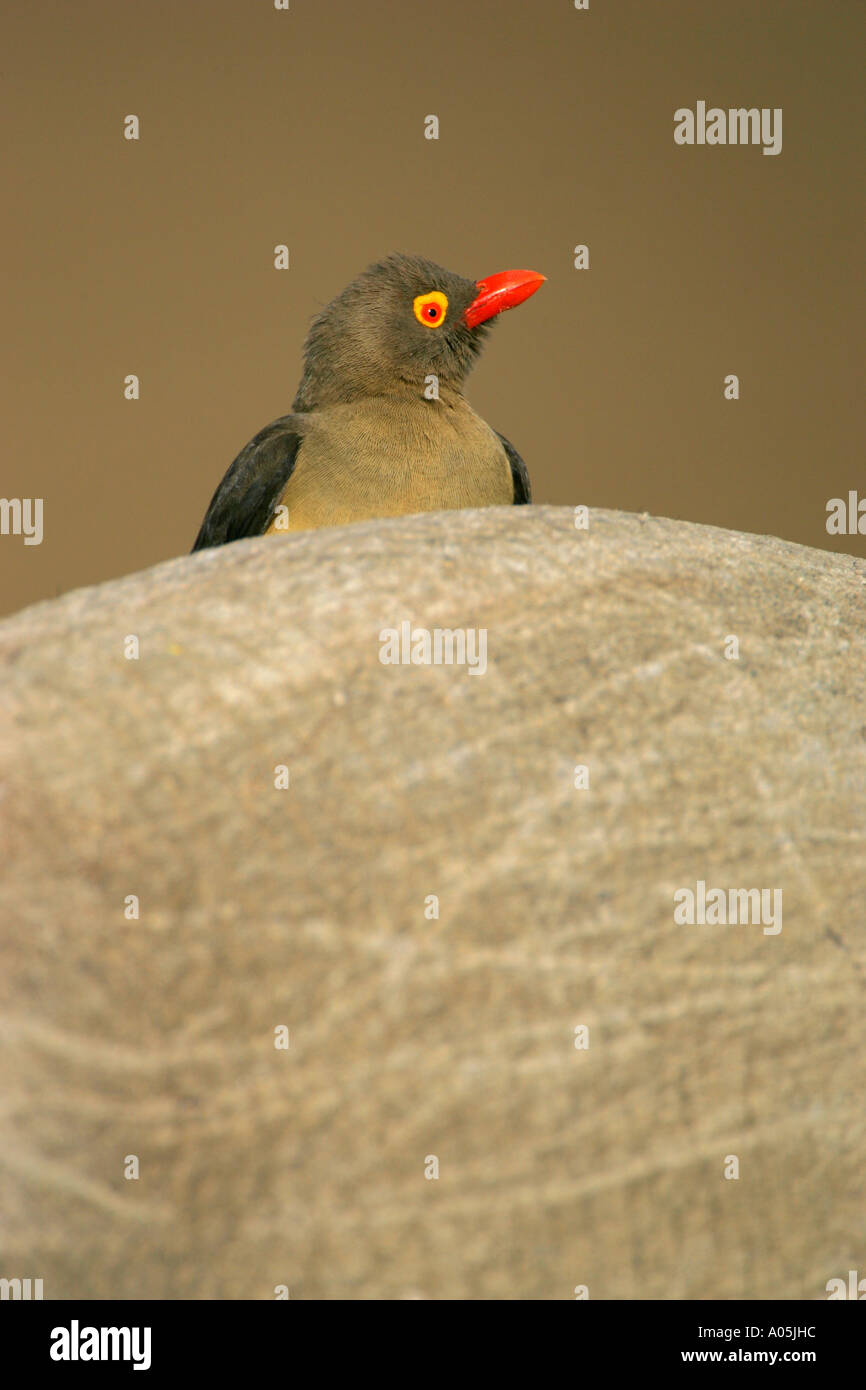 Red fatturati Ox Pecker, appollaiato su Rhino, Kruger Park, Sud Africa Foto Stock