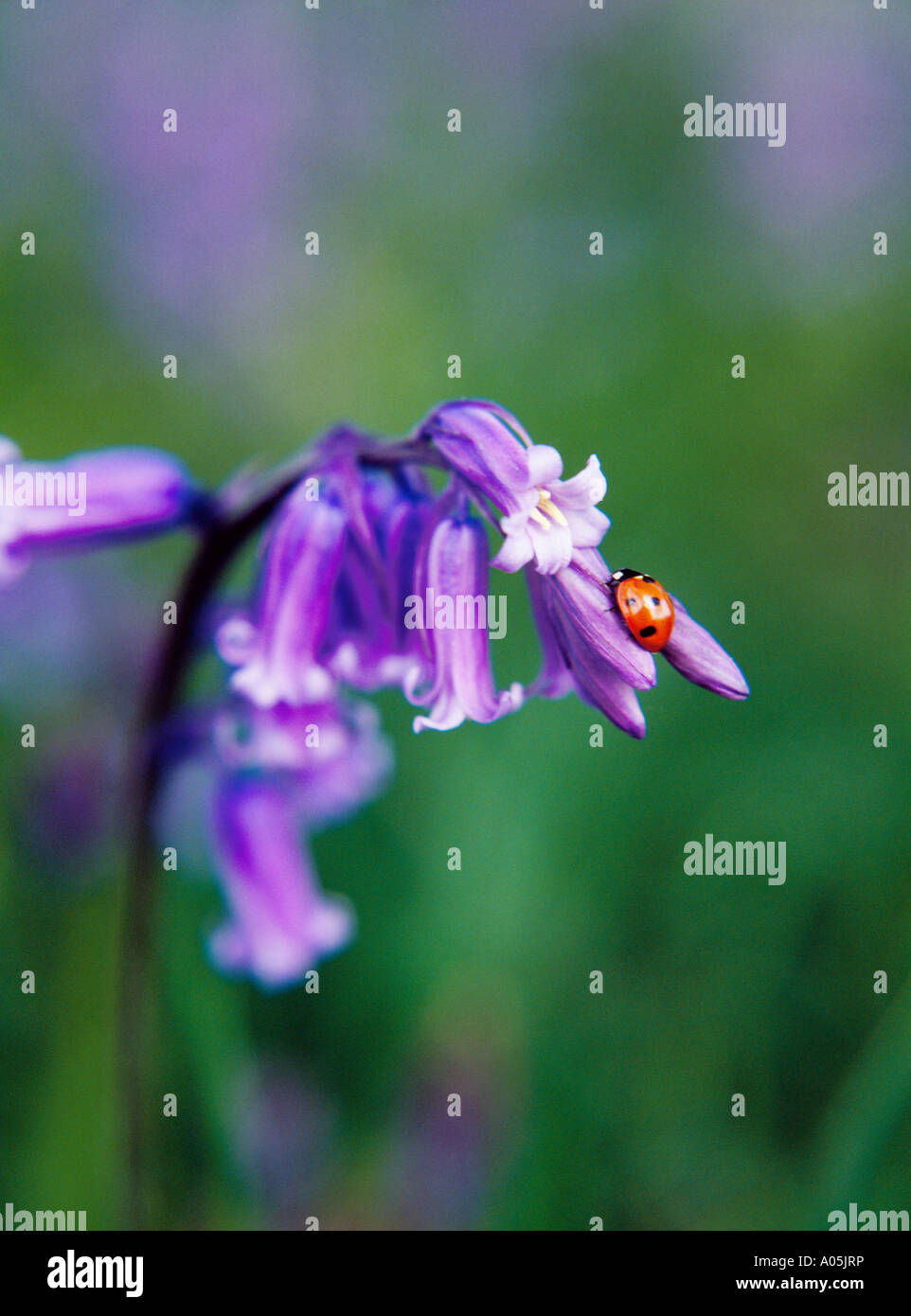 Una lady bird su un impianto di bluebell. Foto Stock