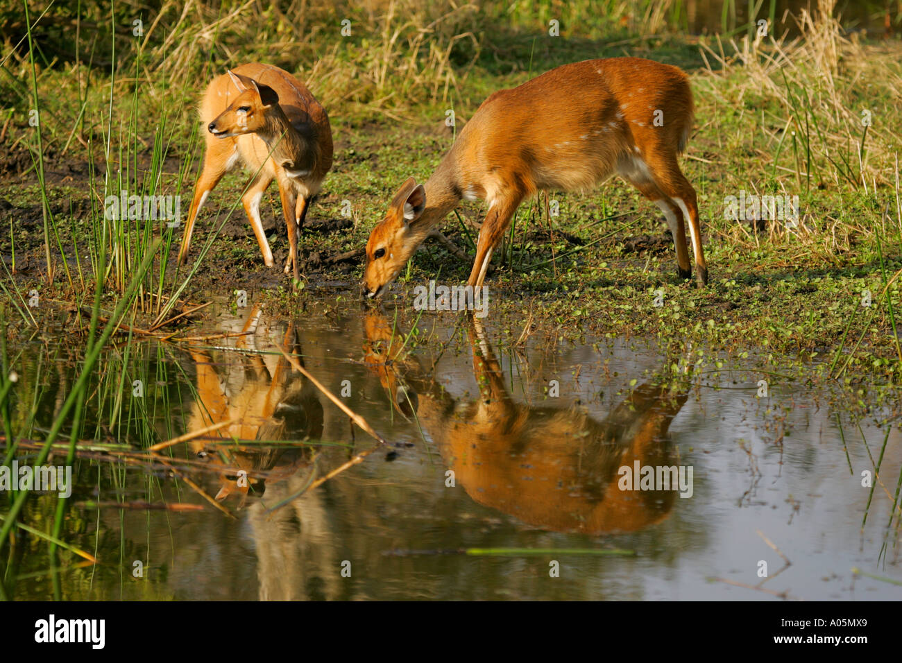 Coppia di boccola femmina buck bere, Sud Africa. Tragelaphus scriptus Foto Stock