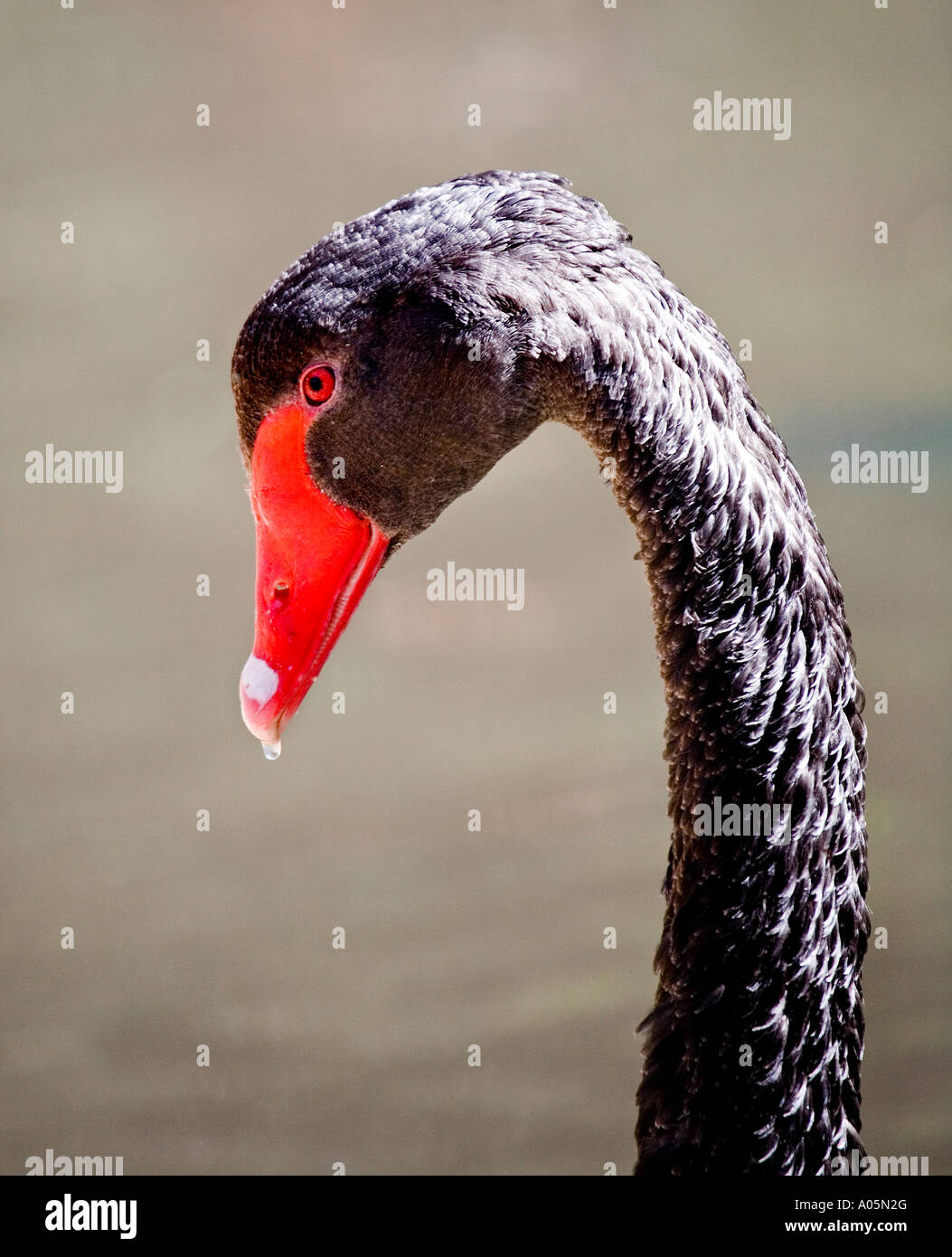 Bird Black Swan emblema, Australia occidentale Foto Stock
