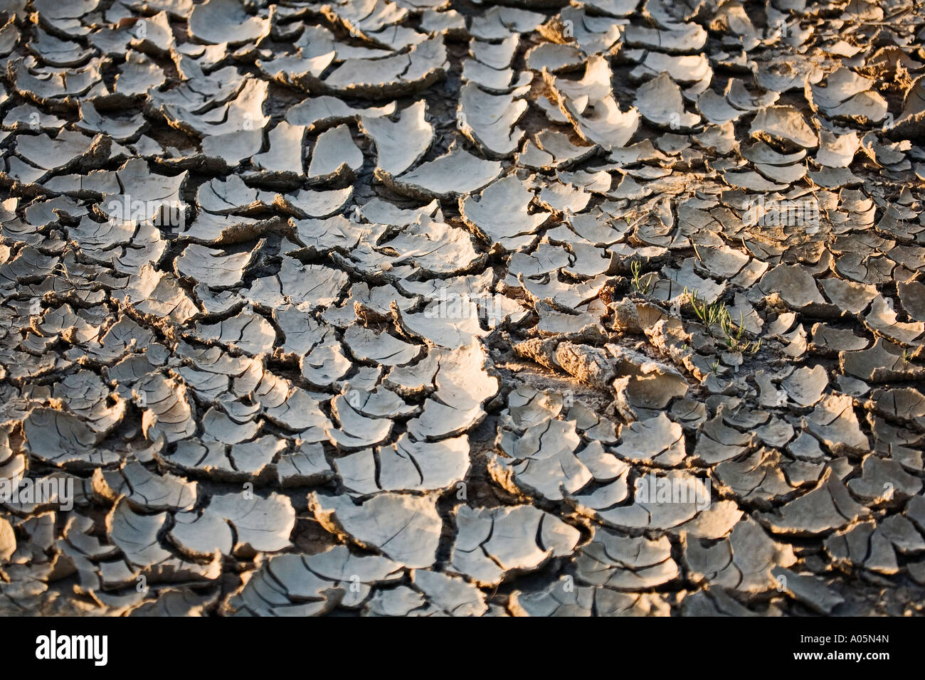 Asciugare il fango incrinato nella massa siccità paese Foto Stock