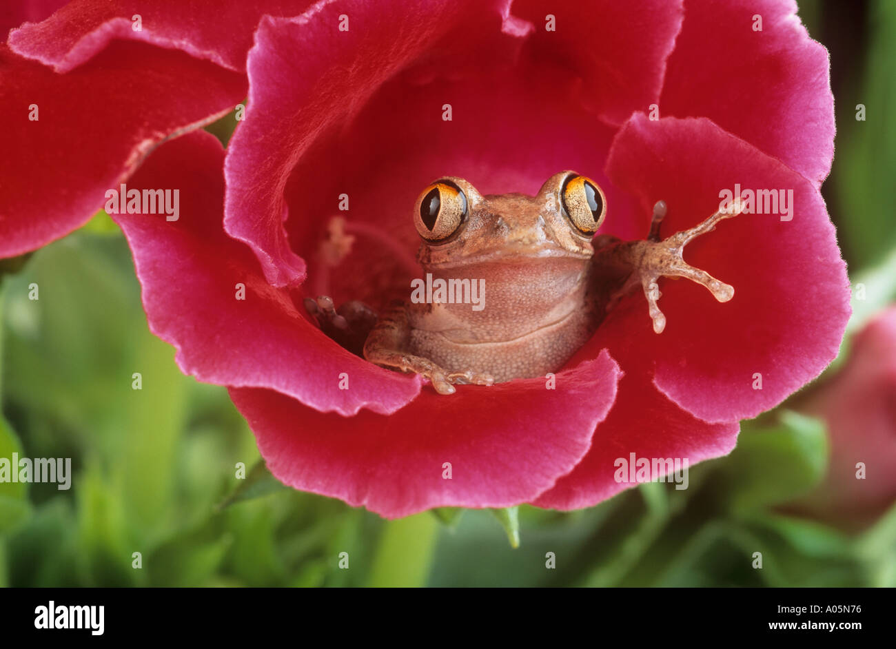 Raganella cercando da fiore Foto Stock