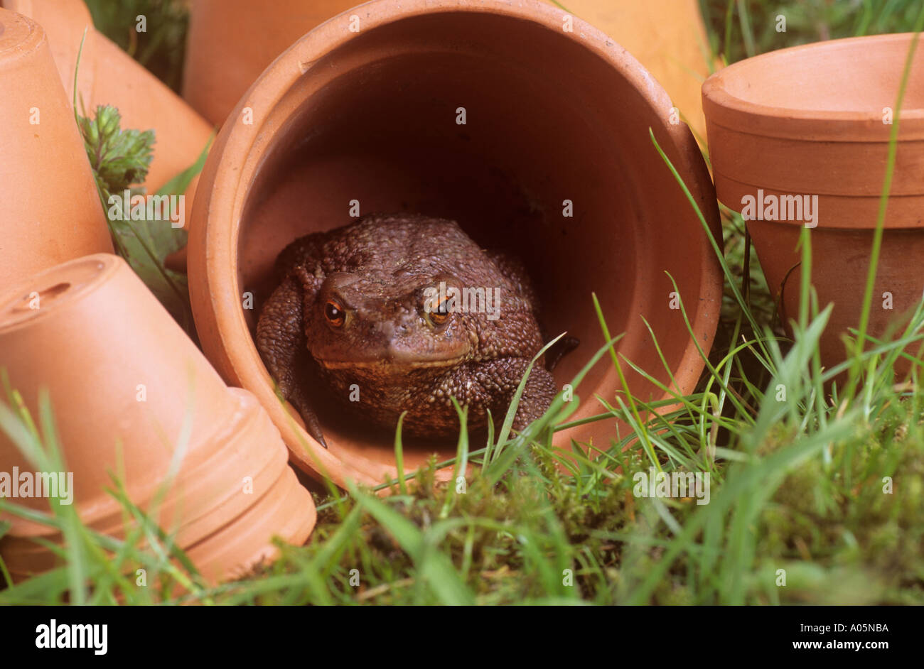 Toad in pentola floreale Foto Stock