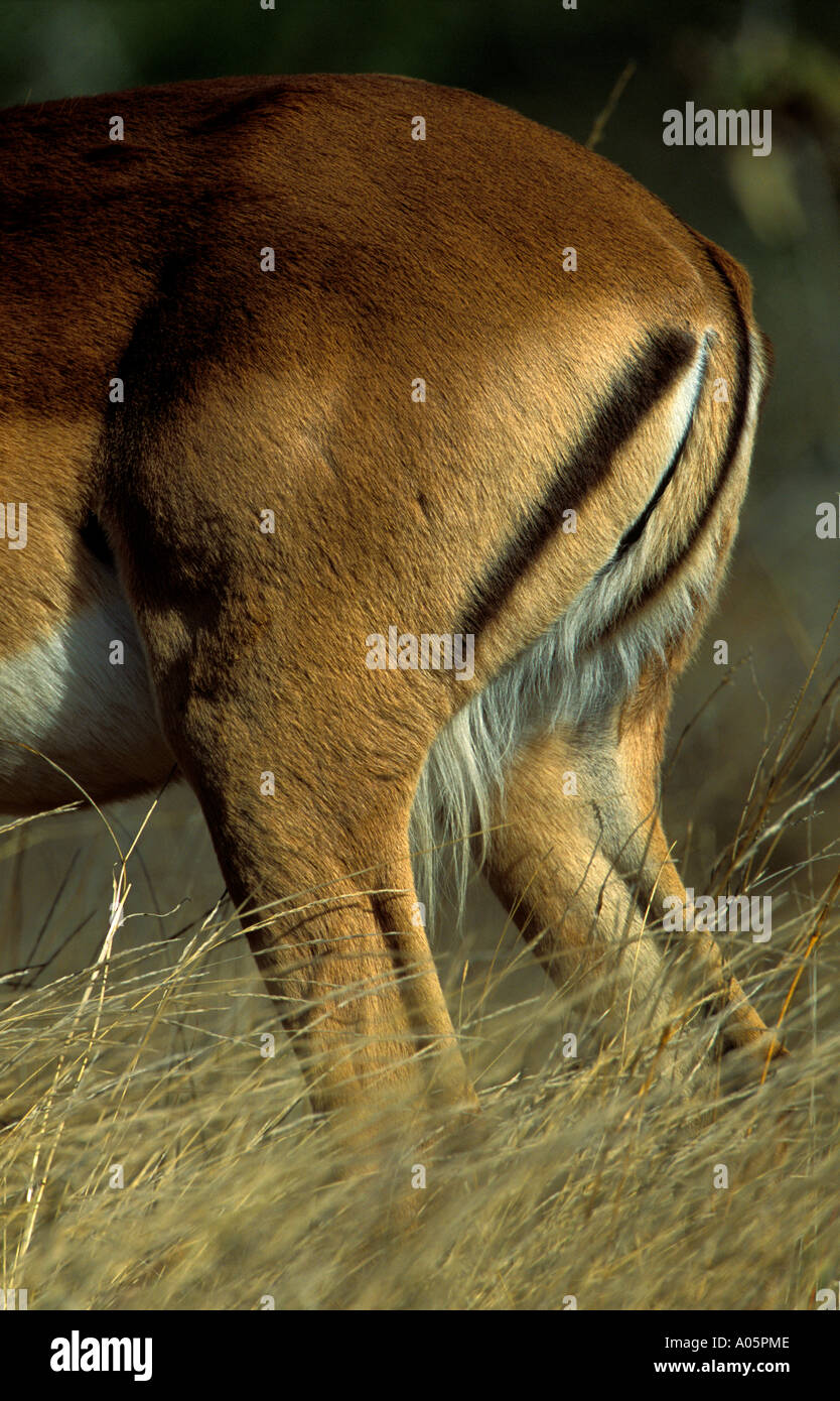 Impala quarti posteriori, Sud Africa Foto Stock