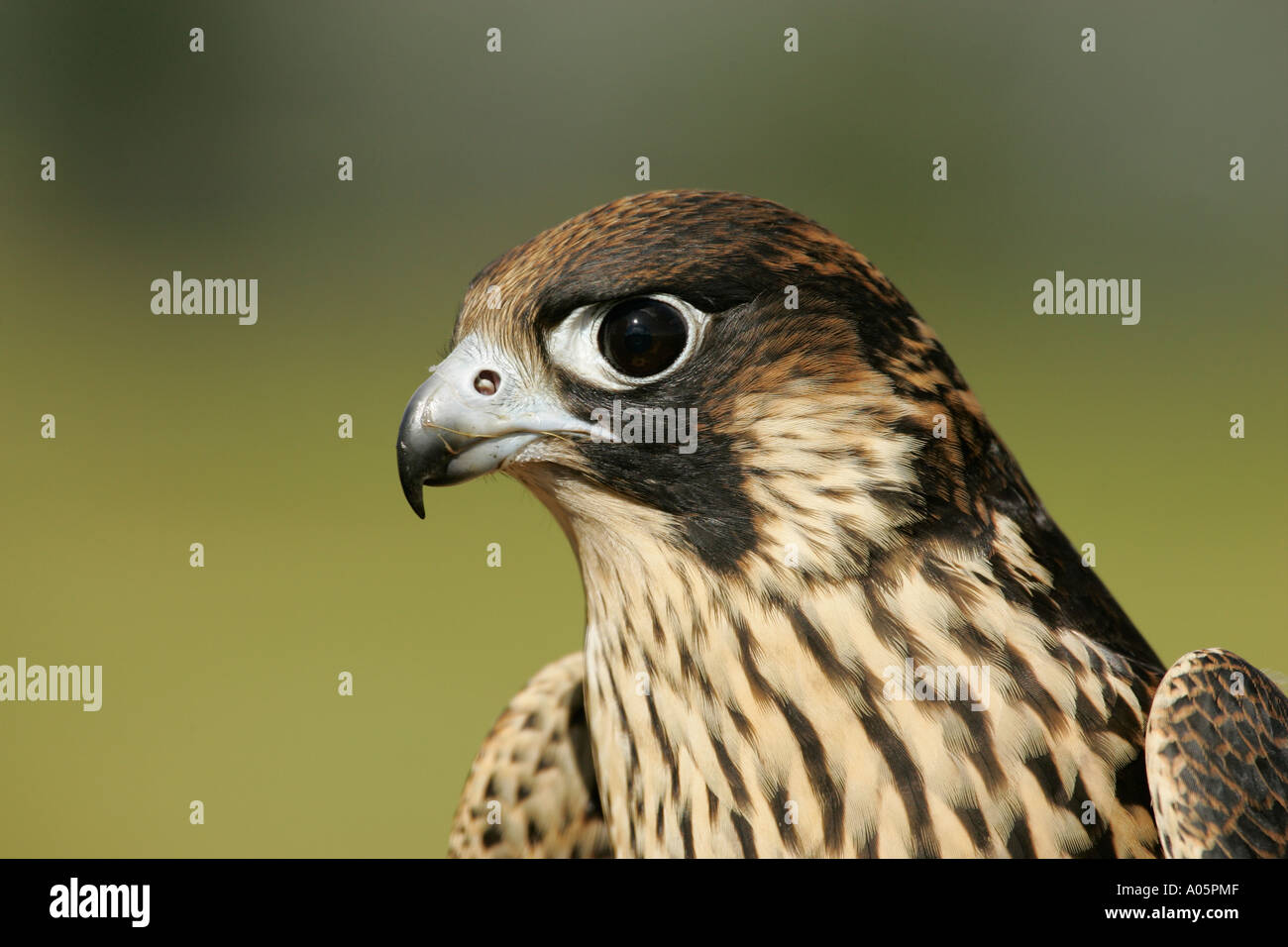 Immaturo Falco Pellegrino, Sud Africa Foto Stock