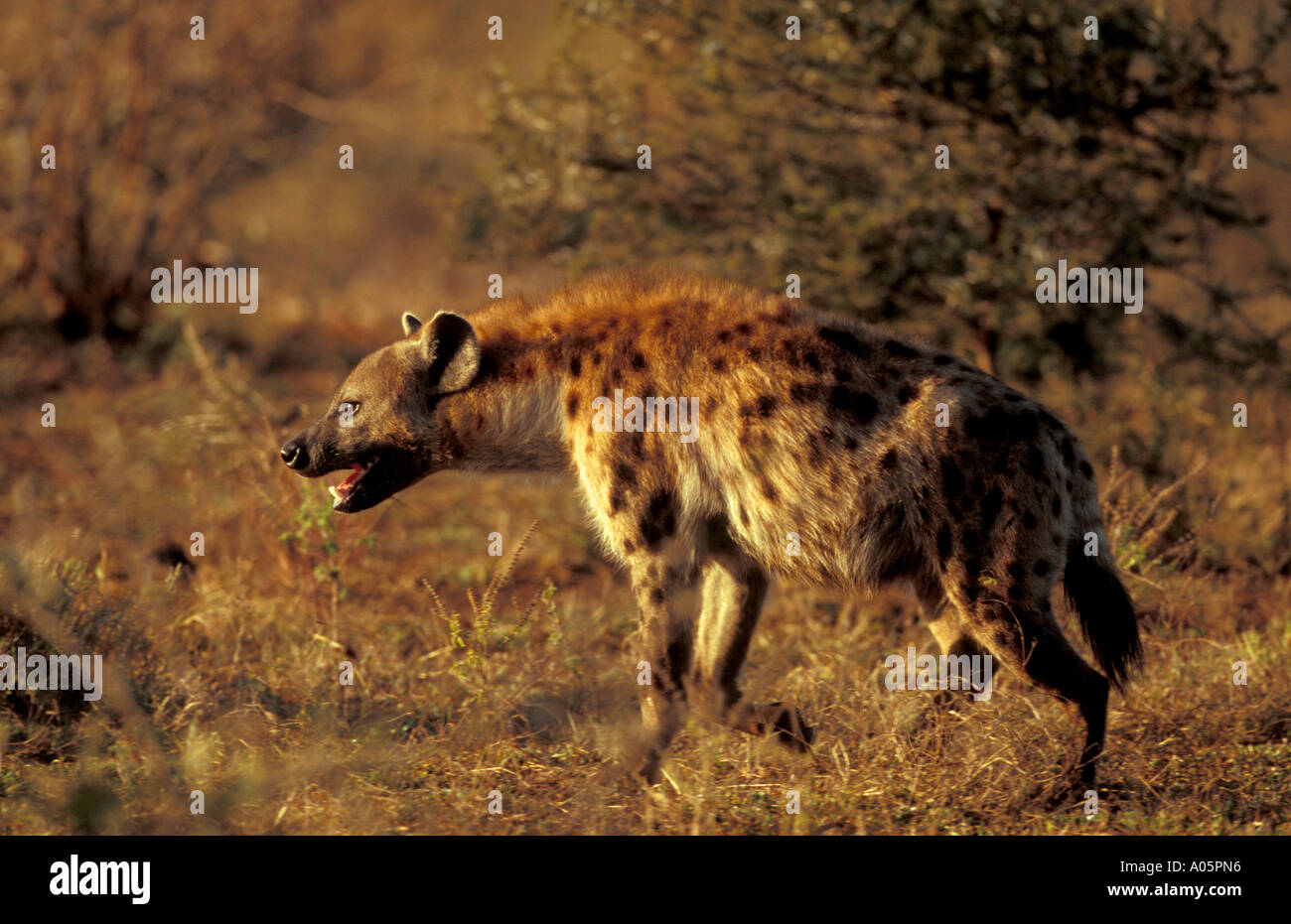 Spotted Hyaena , Sud Africa Foto Stock