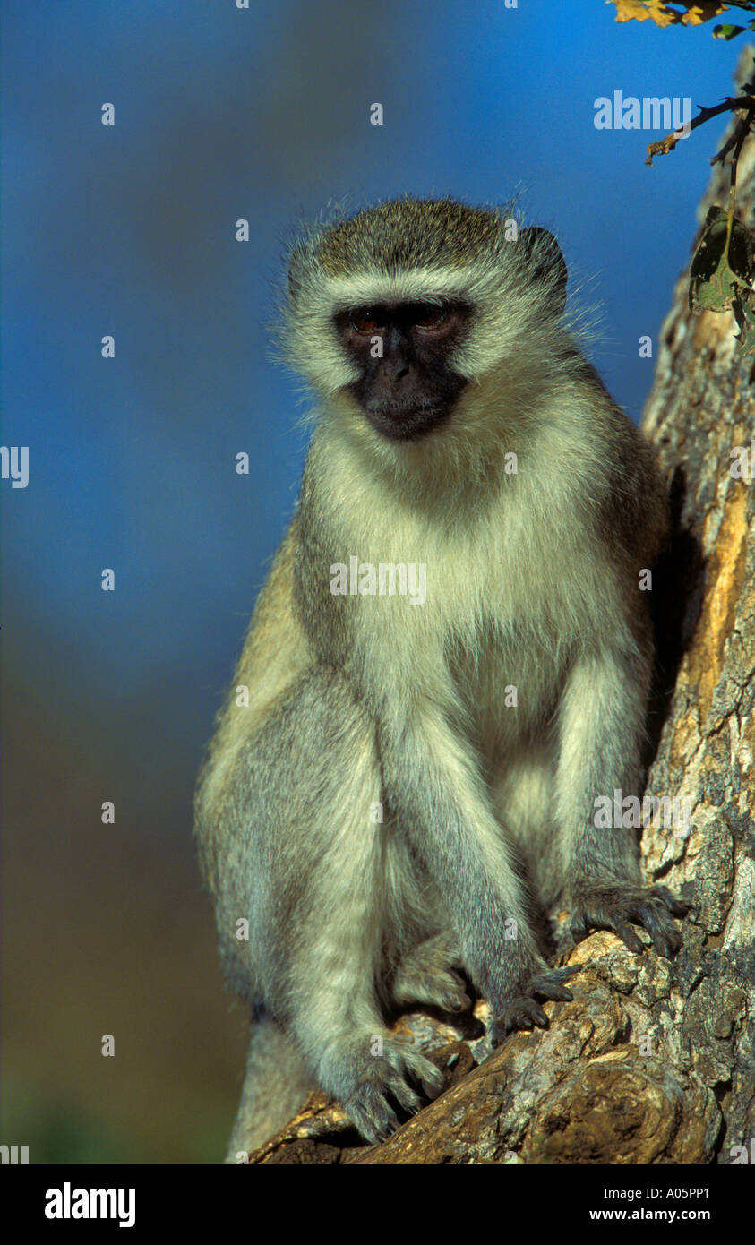 Vervet Monkey su albero, Sud Africa Foto Stock