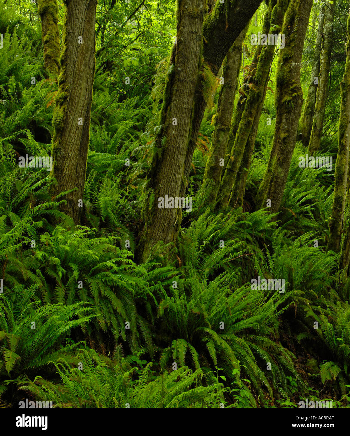 Lussureggianti felci e alberi di muschio in costiera della foresta di pioggia Foto Stock