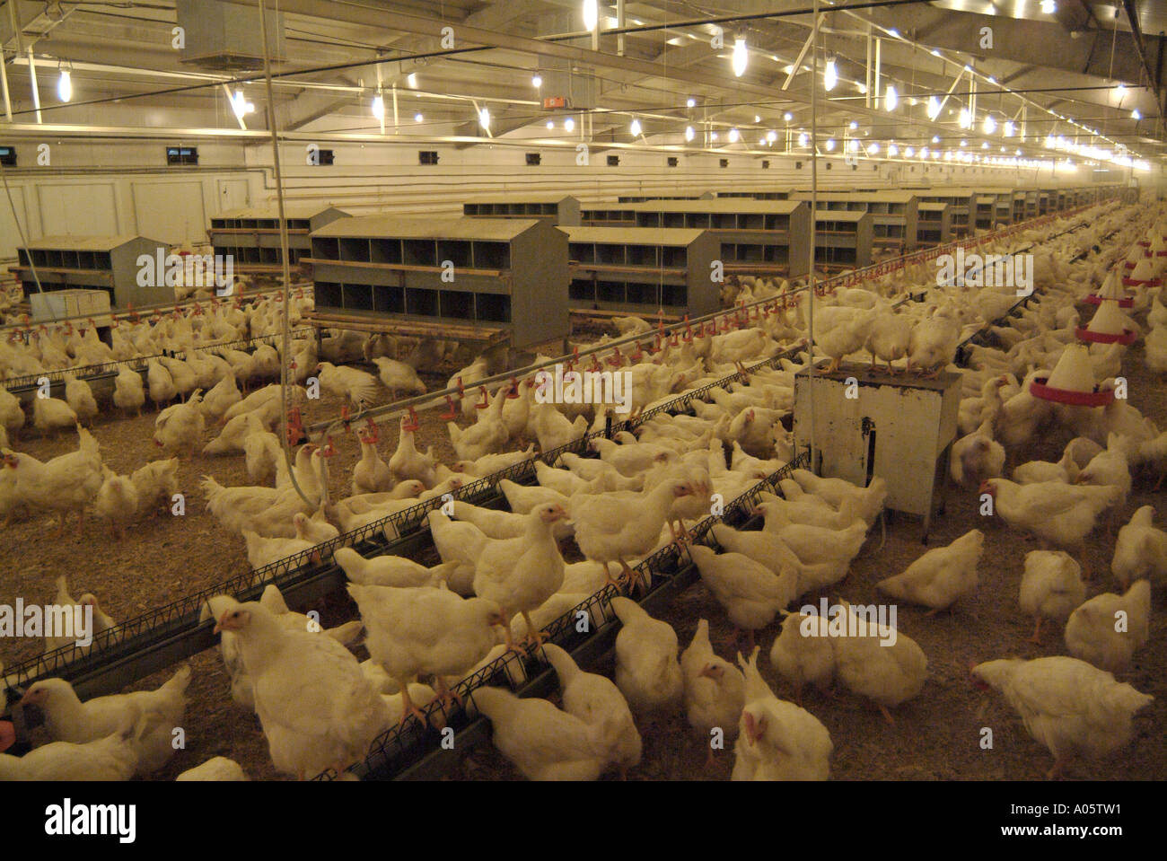 Costitutore broiler in una graticola fienile su un commerciale azienda agricola di pollame Foto Stock