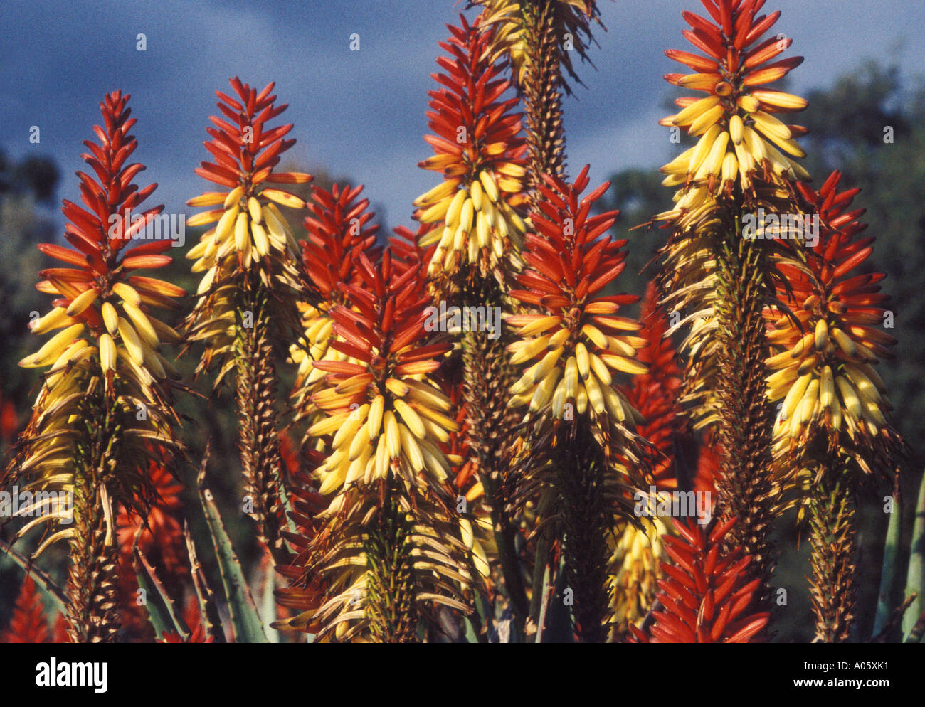 Aloe a Huntington Gardens e la libreria San Marino CA Stati Uniti d'America Nord America Foto Stock