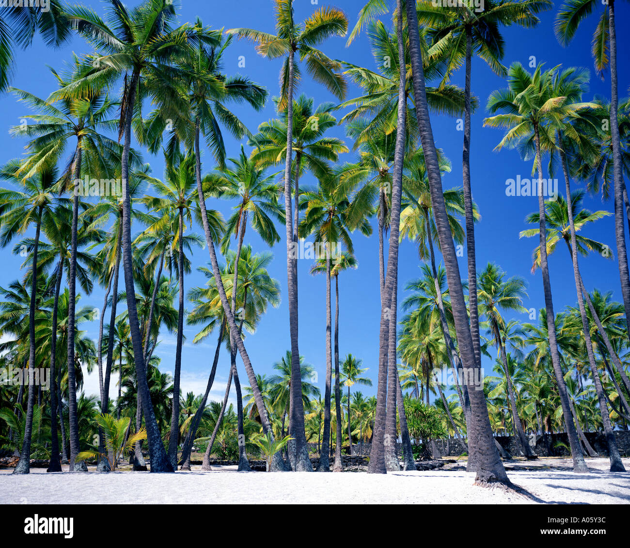 Stati Uniti - Hawaii: Pu Uhonua Honaunau National Historical Park presso la città di rifugio sulla Big Island Foto Stock
