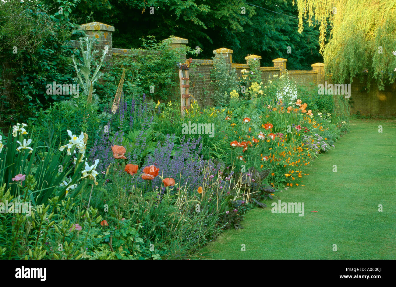 Iride bianco in variopinte piante erbacee da giardino estivo confine Foto Stock