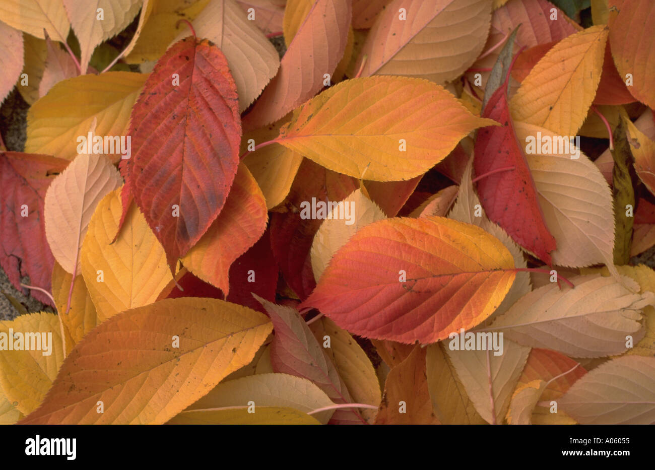 Foglie di autunno foglia Herbstblätter Foto Stock