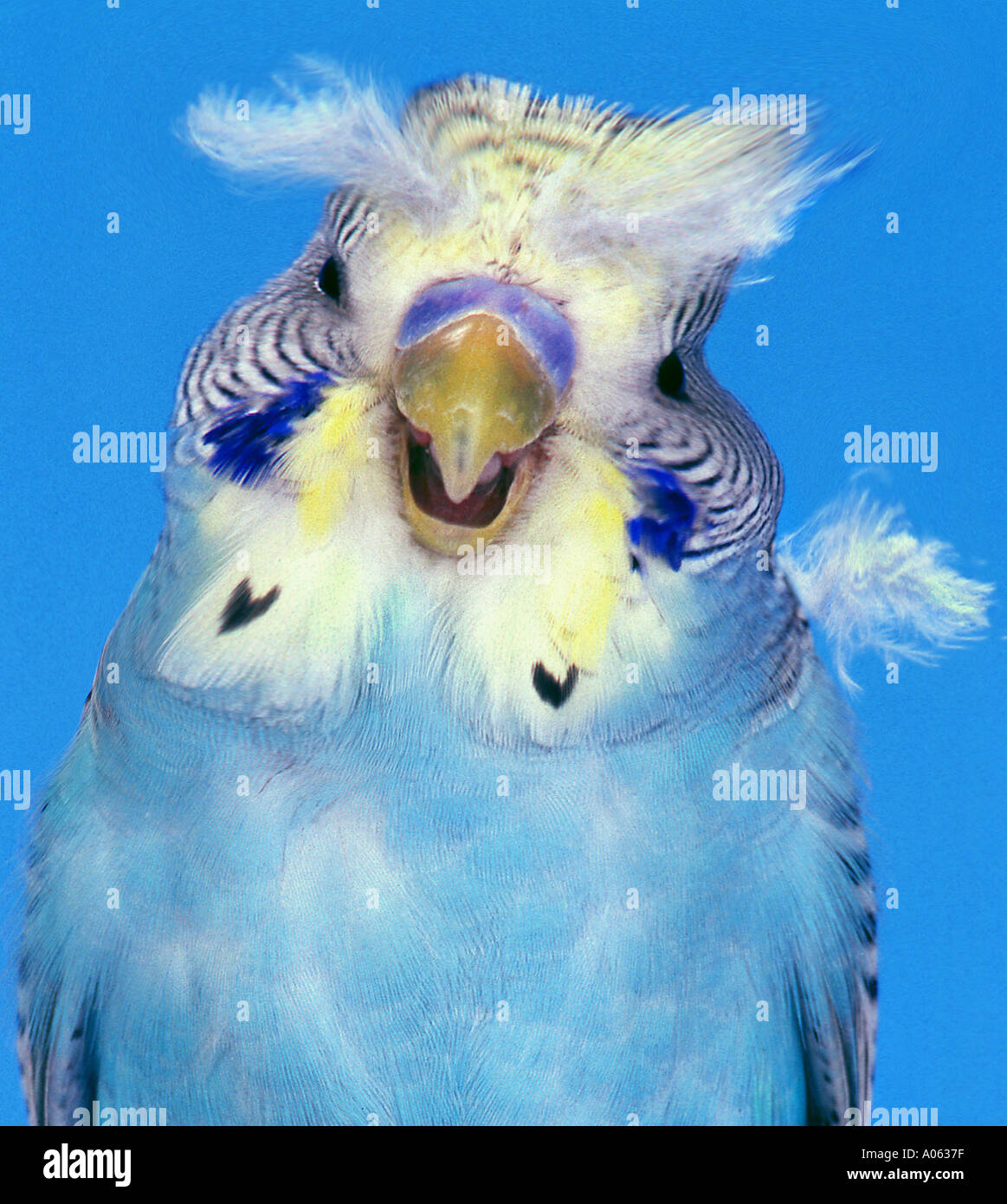Ritratto di un blu budgerigar budge budgie con piume sulla sua testa foto studio en face poco parrocchetto australian uccello amore Foto Stock