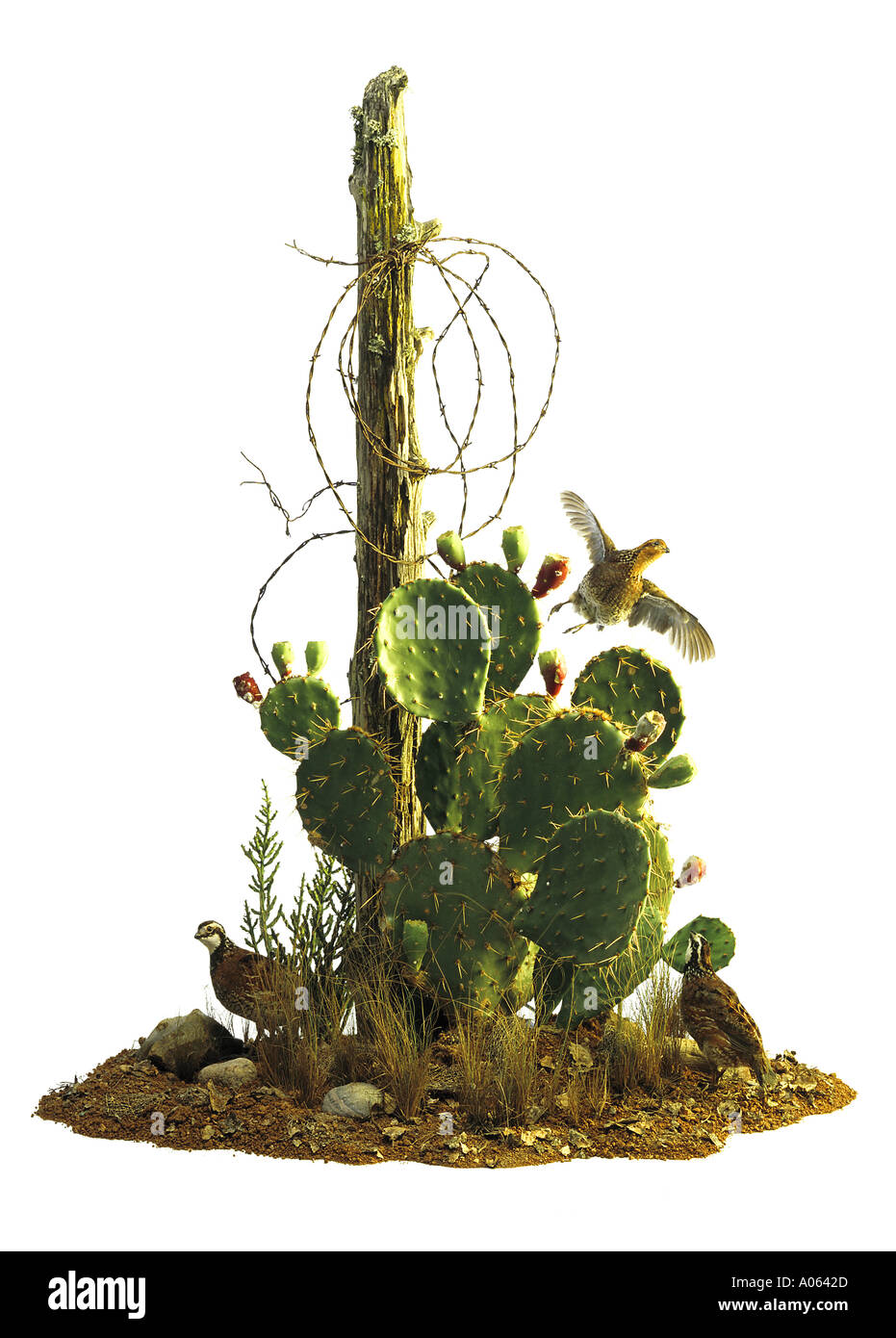 Cactus, quaglie, il Texas del Sud, Foto Stock