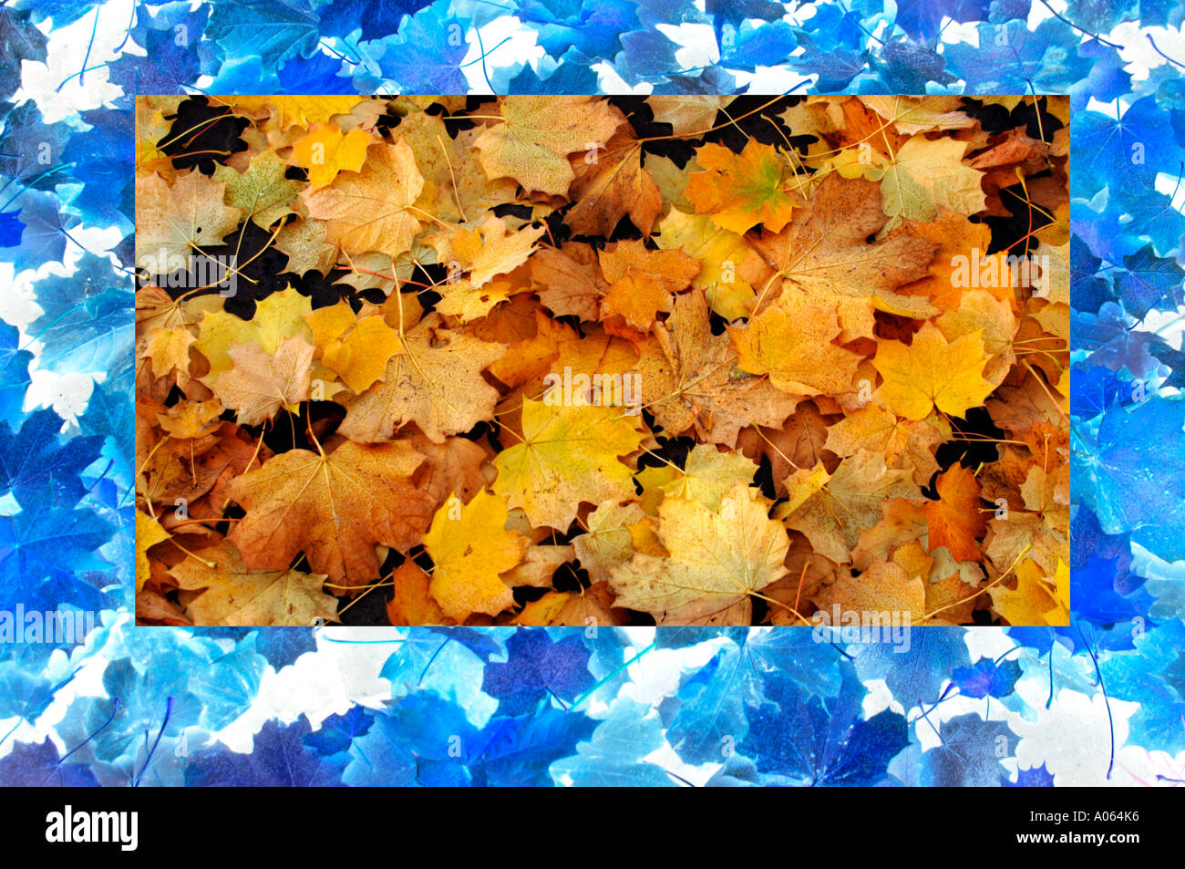 Tappeto di foglie Foto Stock