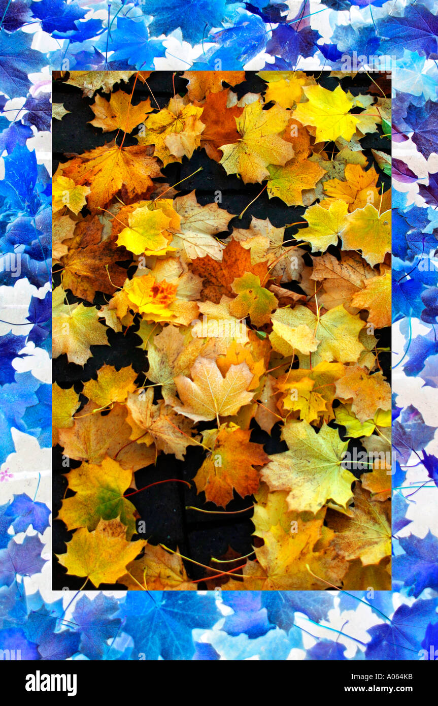 Tappeto di foglie Foto Stock