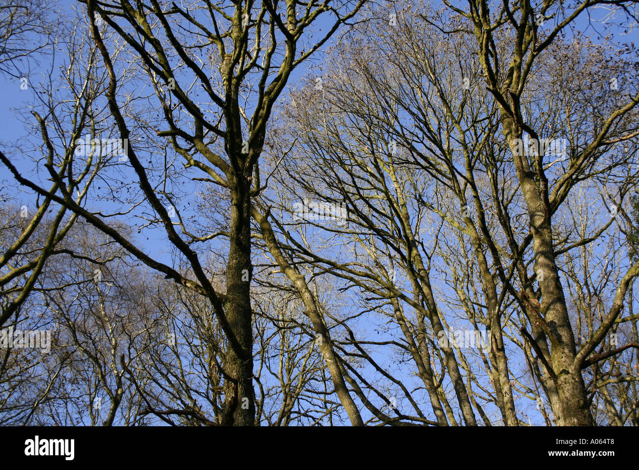 Alberi in inverno Pontneddfechan Wales UK Foto Stock