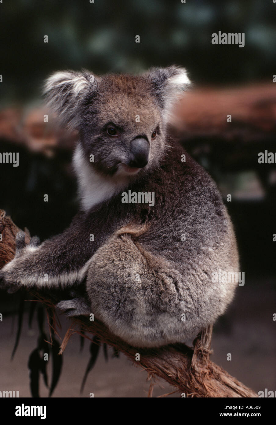 Il Koala lo Zoo di Melbourne Melbourne Australia Foto Stock