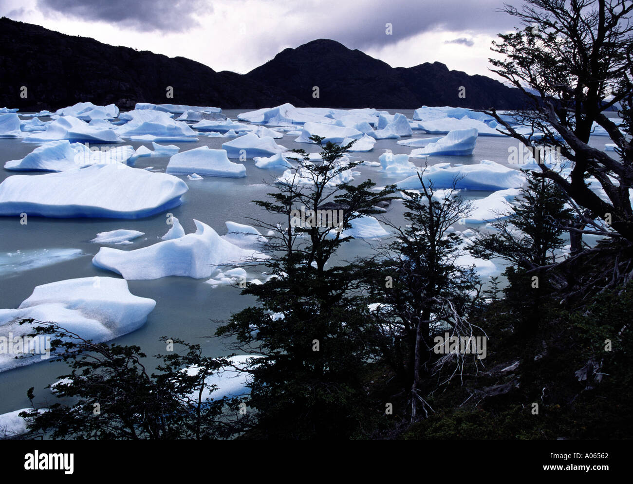 Iceberg galleggianti lago Grey Parco Nazionale Torres del Paine cile america del sud Foto Stock