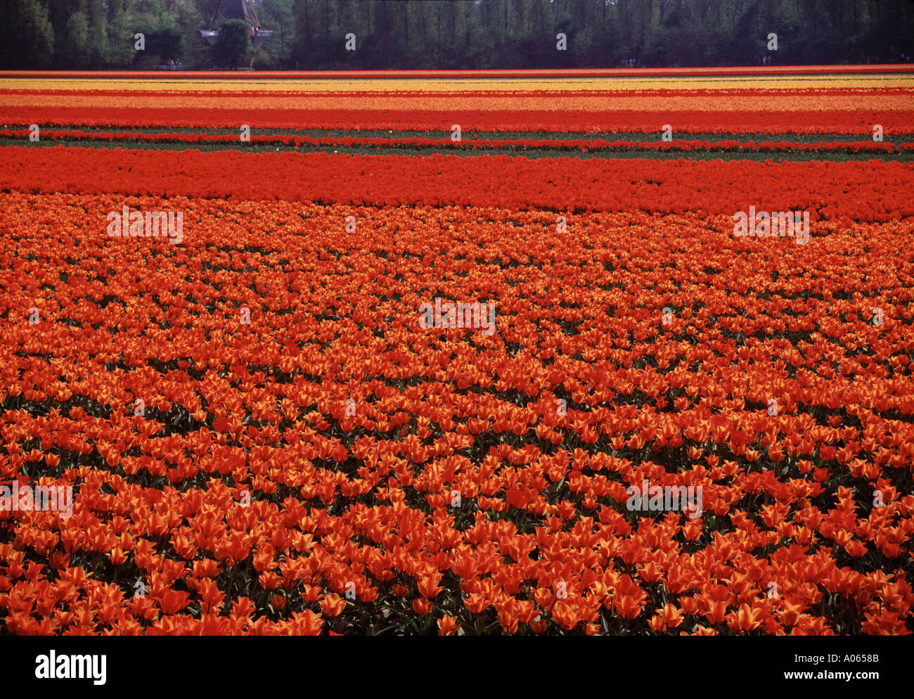Lampadina Tulip Lisse campo Holland Olanda Foto Stock