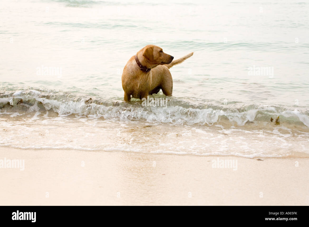 Labrador cane scavare in mare a cappello insalata spiaggia Ko Pha ngan Thailandia. Foto Stock