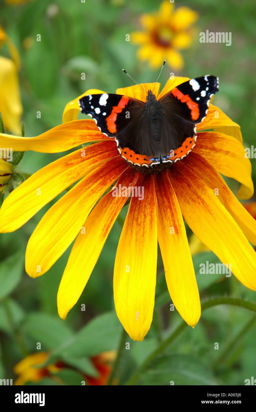 Una farfalla poggia sull'antera di un giallo fiore petaled Admiral Foto Stock