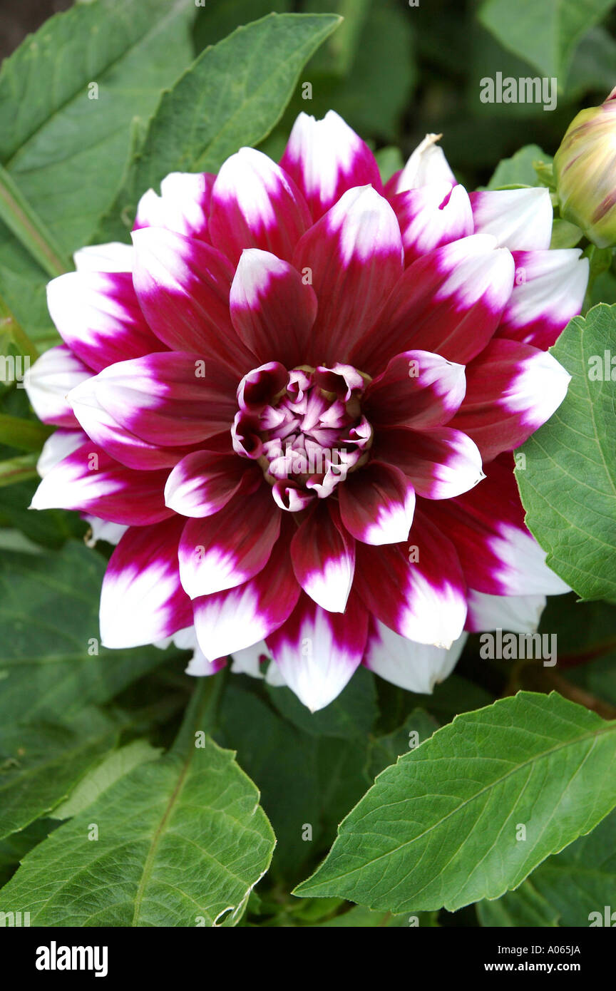 Un bel fiore avente il bianco e il magenta petali ombreggiata dahlia Foto Stock