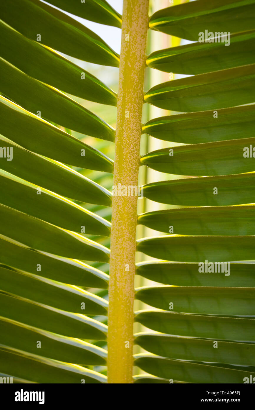 Di foglie di palma vicino, Ko Phangan,Thailandia Foto Stock