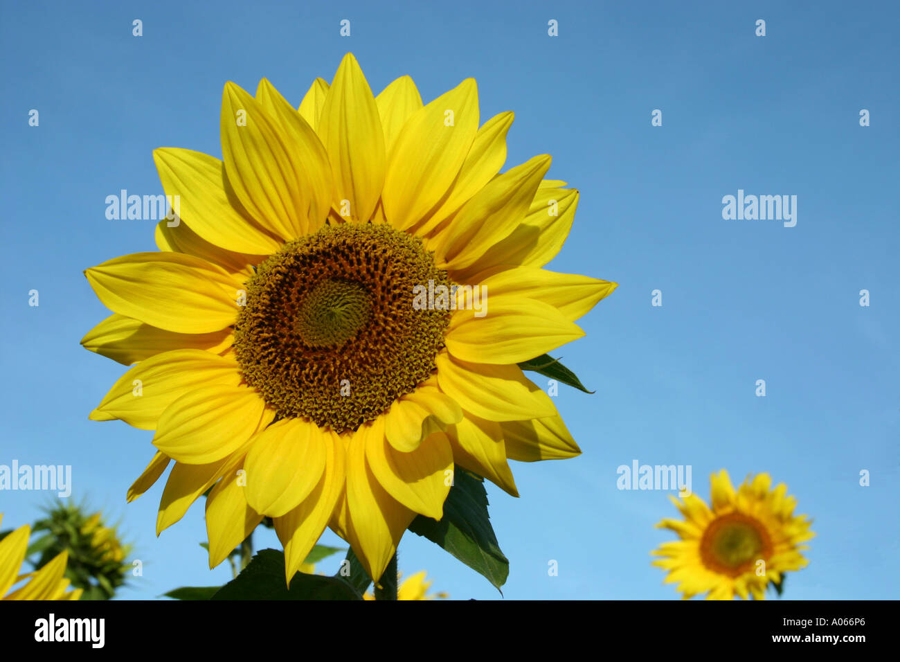 Un brillante girasole è fioritura sotto il cielo Foto Stock