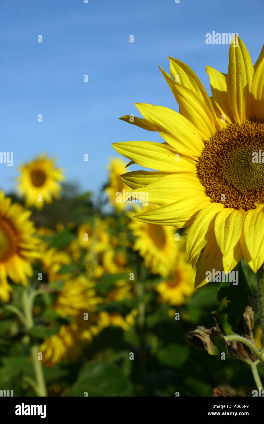 Un girasole luminoso e immerso in un campo è fioritura sotto il cielo Foto Stock