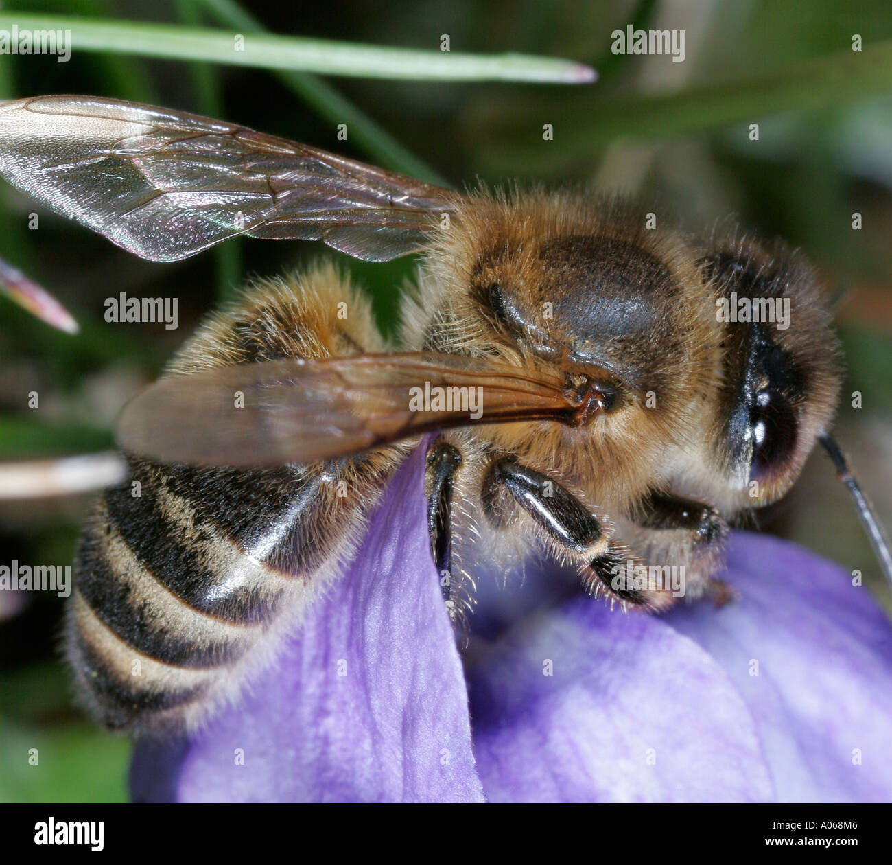 Close up di un ape seduto su una lavanda colorati petali di fiori Foto Stock
