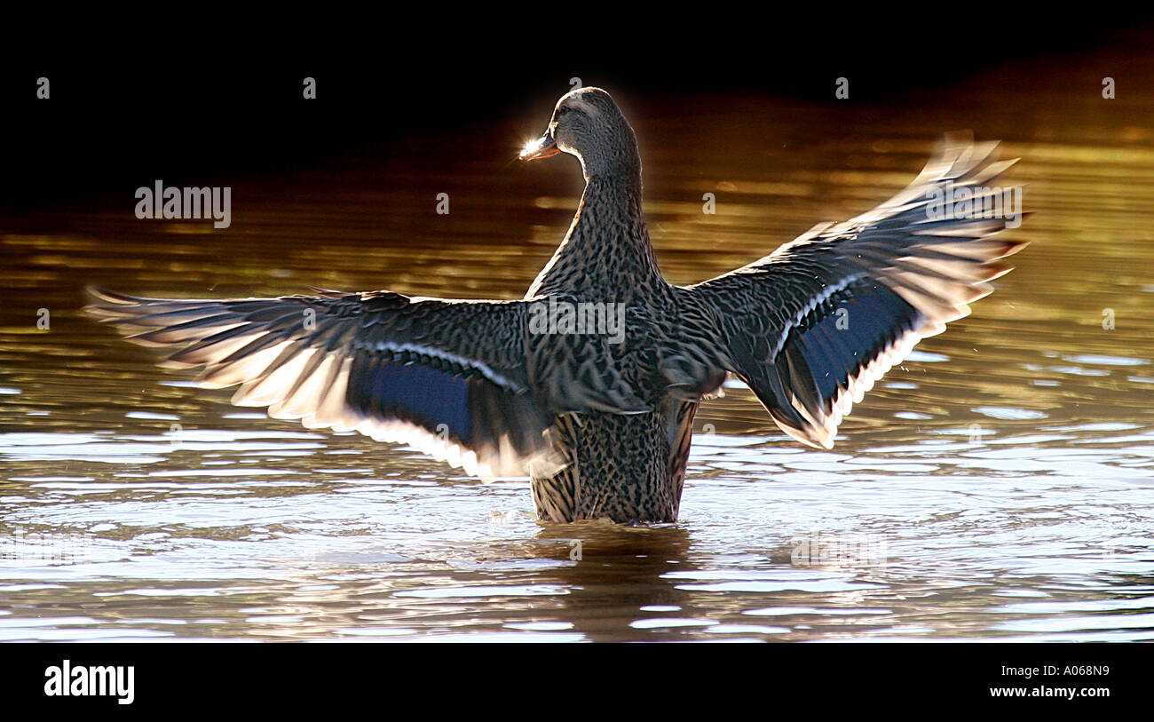 La luce del sole riflette sul becco di un anatra come si diffonde le sue ali sopra l'acqua Foto Stock