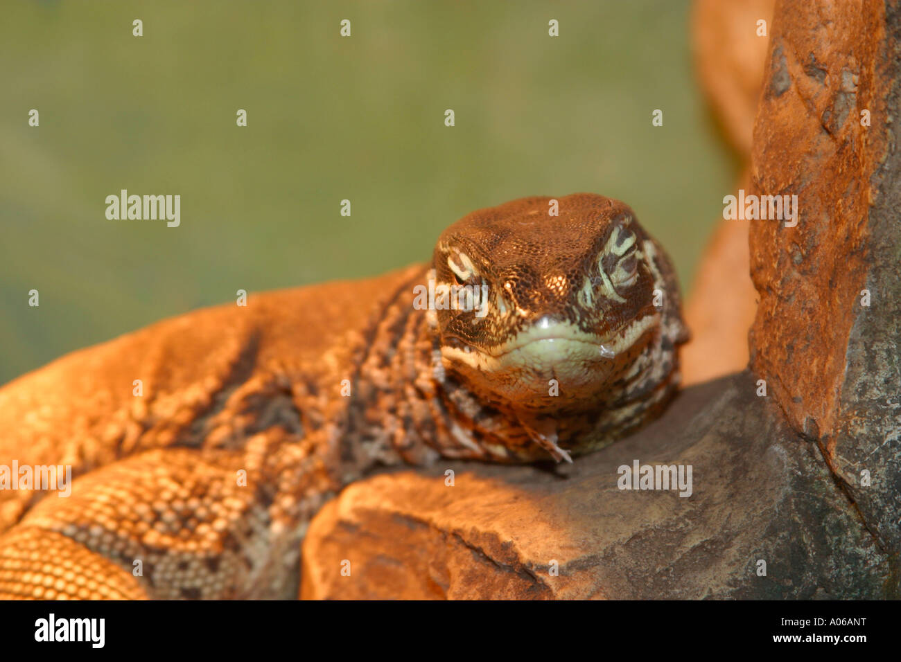 Monitor lizard (Varanidae Varanus goanna) appoggiato su di una roccia Foto Stock