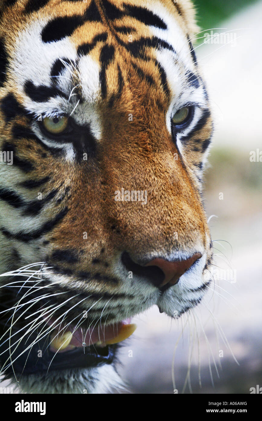 Tigre siberiana Foto Stock