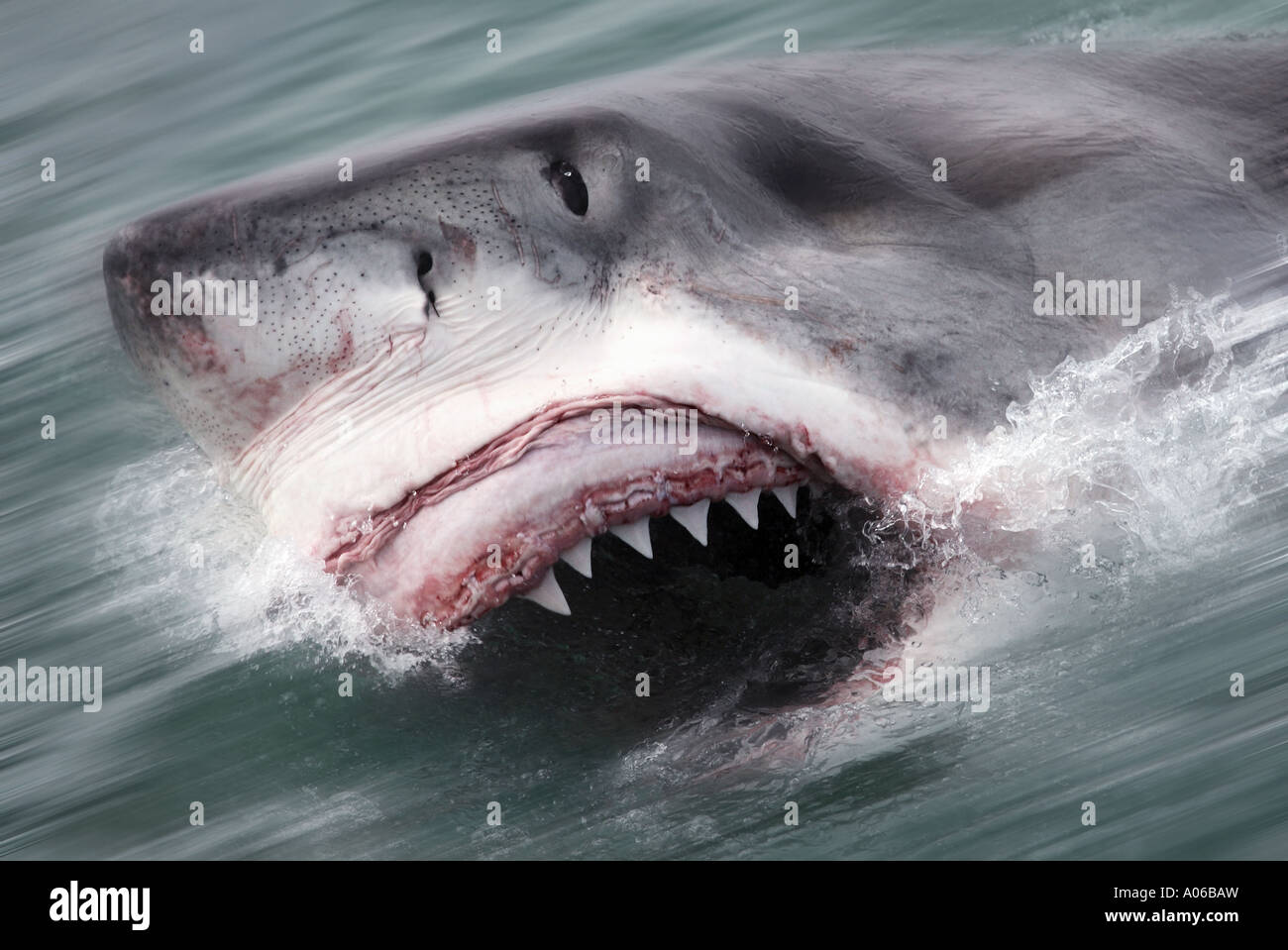 Il grande squalo bianco attacco Foto Stock