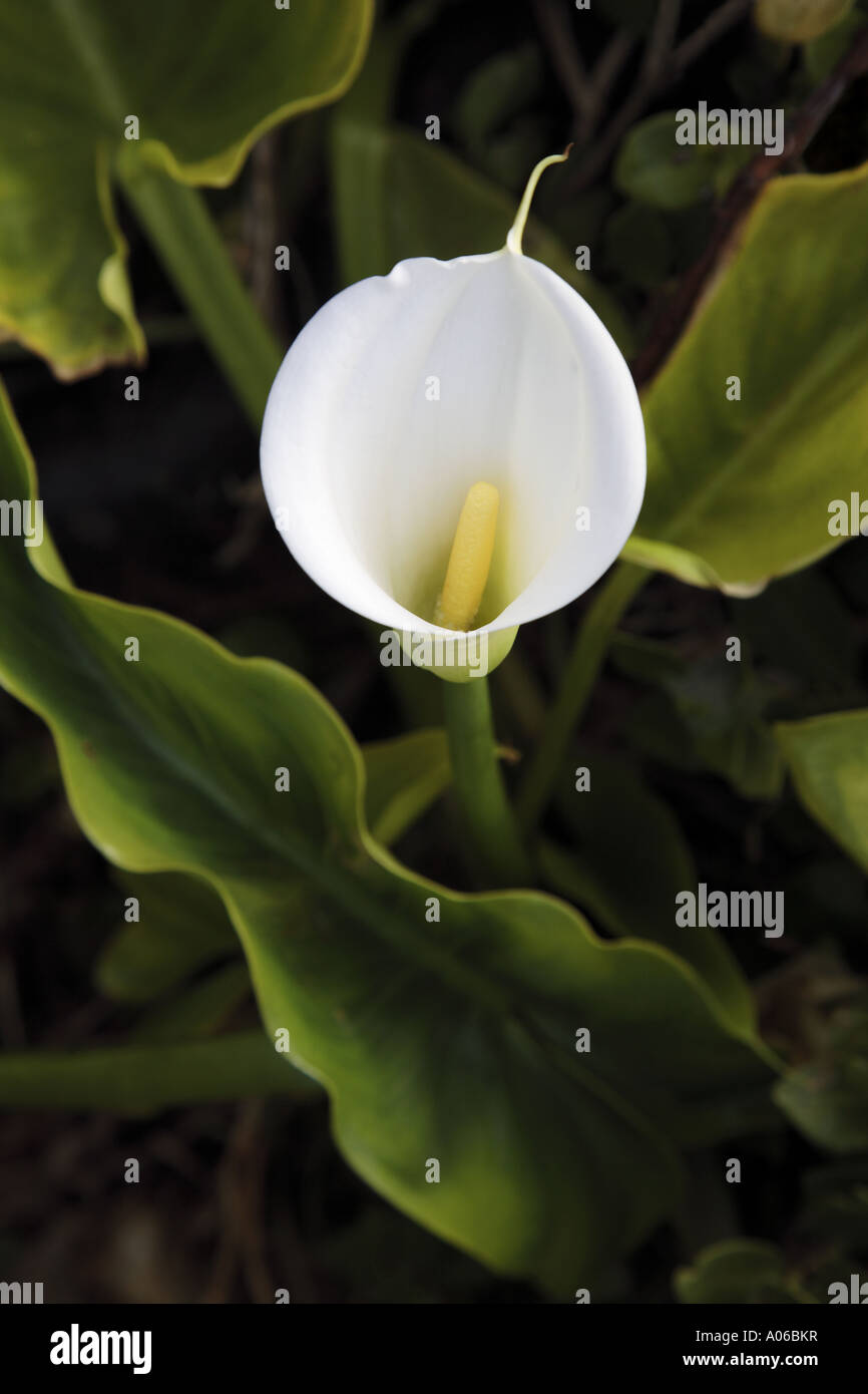 Arum lily flower Foto Stock