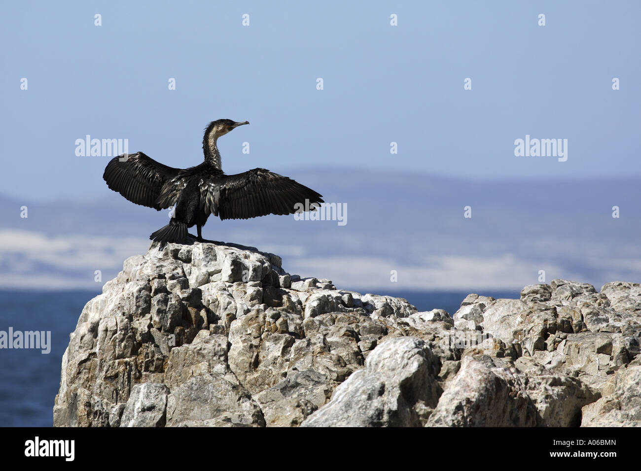 Petto bianco cormorano ali di essiccazione Foto Stock