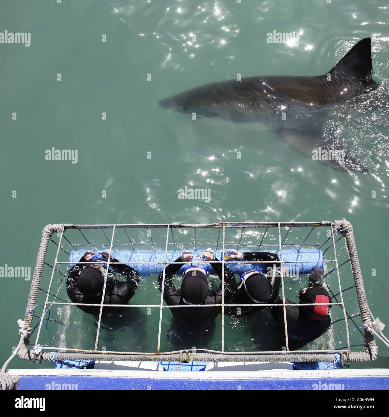 Un grande squalo bianco nuoto nei pressi di una gabbia di immersioni Foto Stock