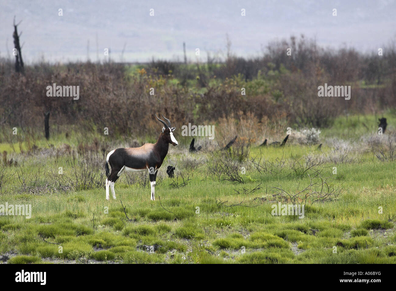 Bontebok blesbok Damaliscus dorcas dorcas Sud Africa Foto Stock