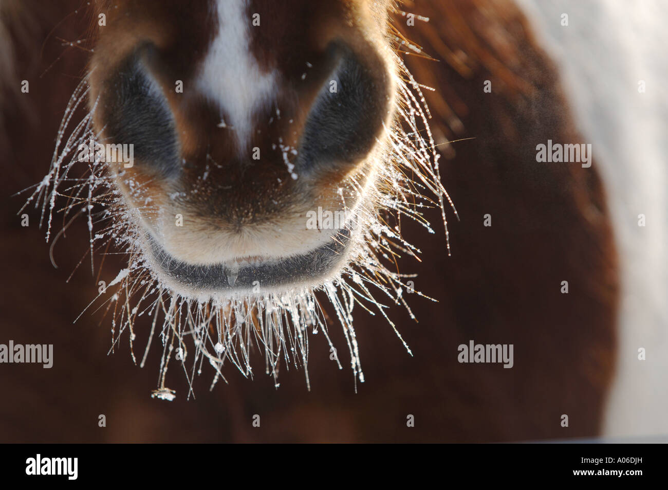 Cavalli nevoso naso Foto Stock