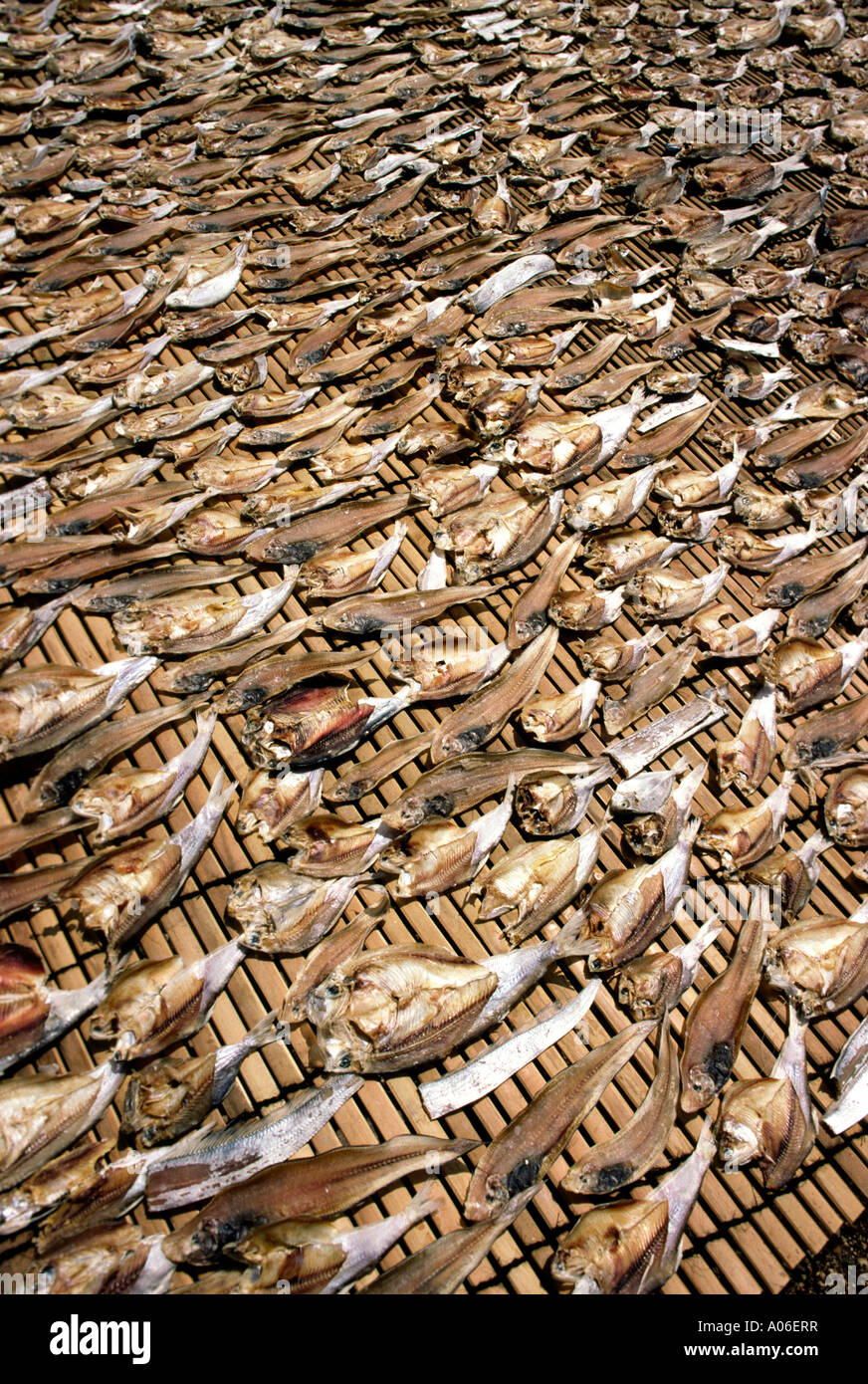 Indonesia Java Pangandaran pesci di essiccazione Foto Stock