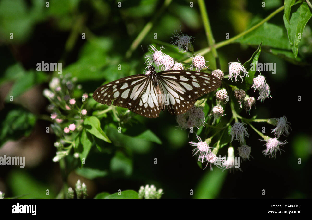 Indonesia Java Pangandaran insetti butterfly Foto Stock