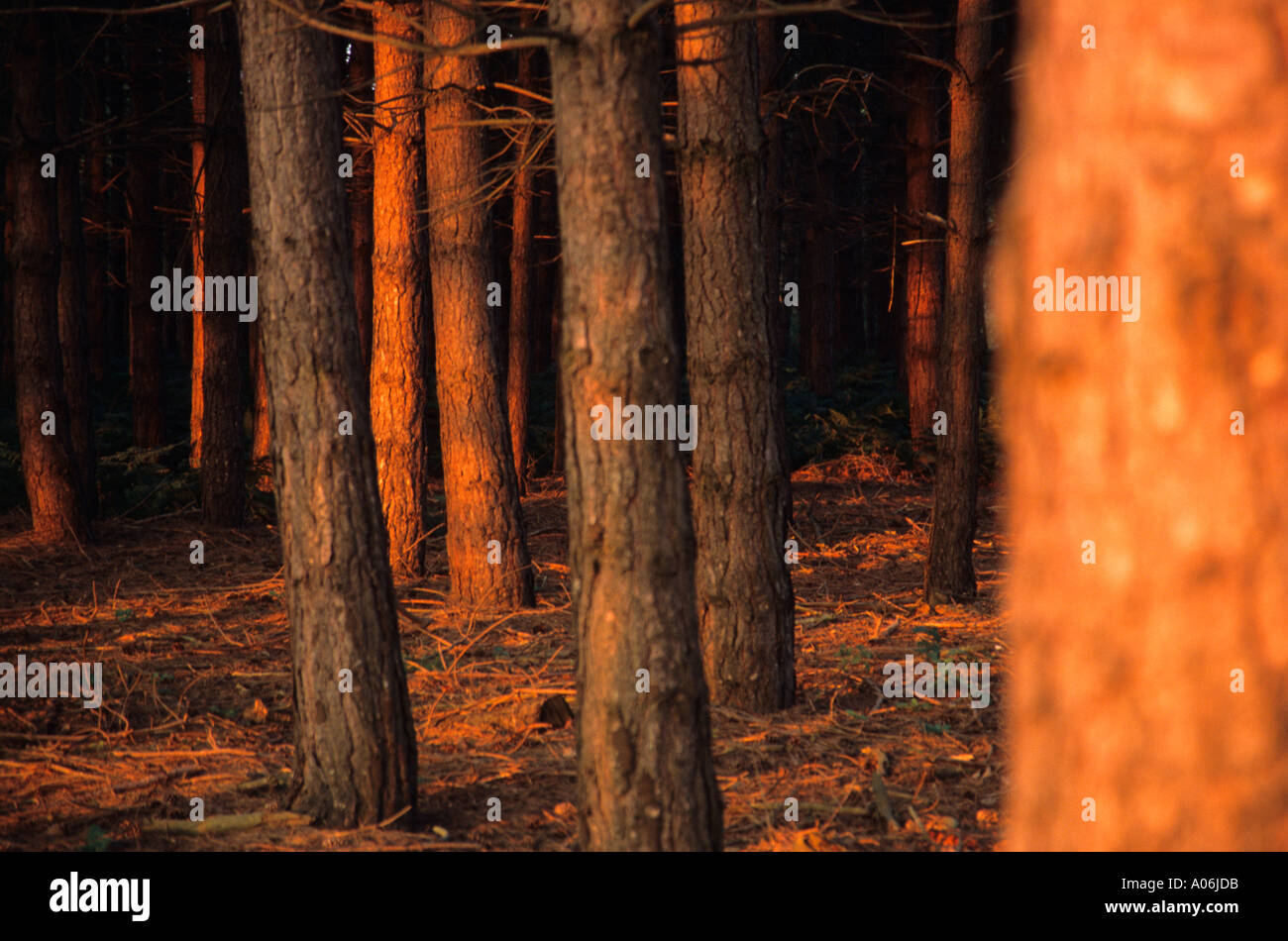 Sunset lit piantagioni forestali Foto Stock