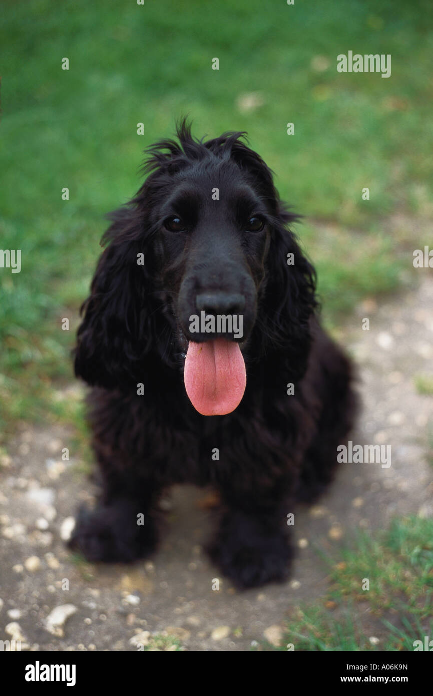 Giovane nero cocker spaniel cucciolo seduta Foto Stock