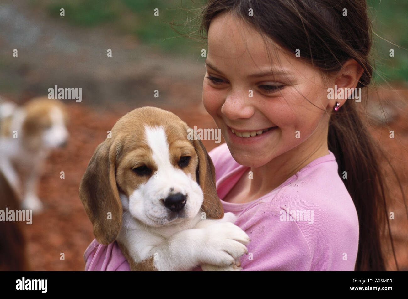 9 anno vecchia ragazza detiene il pedigree beagle cucciolo di cane nove Foto Stock