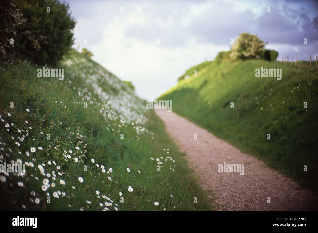 Margherite bianco accanto al percorso attraverso paesaggi pellegrino la strada nr Walsingham Norfolk Inghilterra Foto Stock
