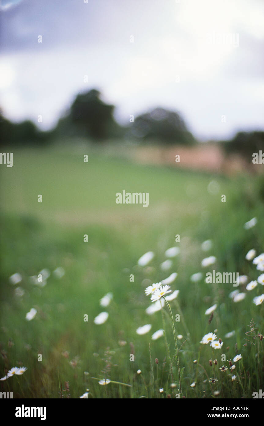 Margherite bianco accanto al cammino di Santiago nr Walsingham Norfolk Inghilterra Foto Stock