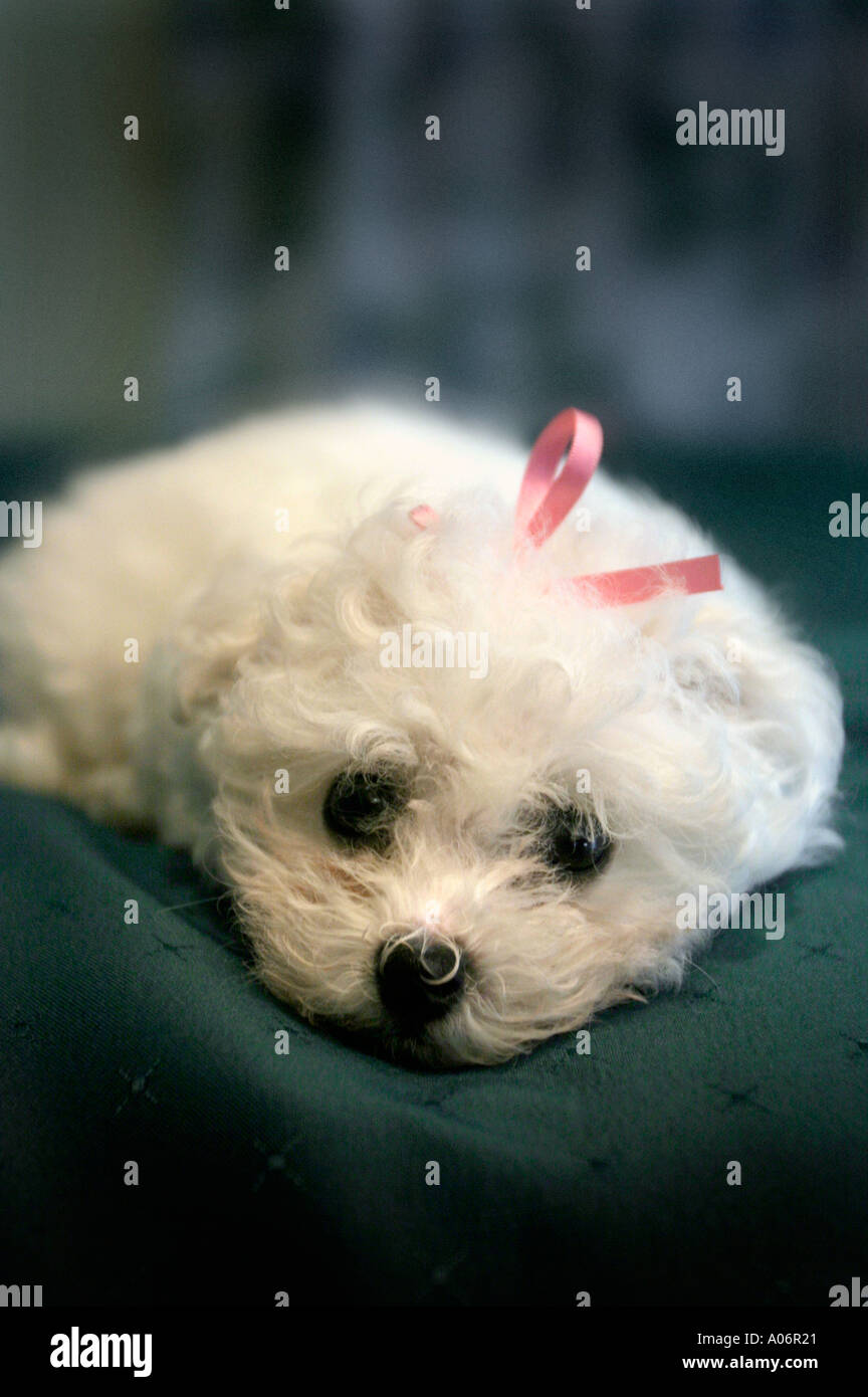Un Bichon Frise cucciolo di cane a casa Foto Stock